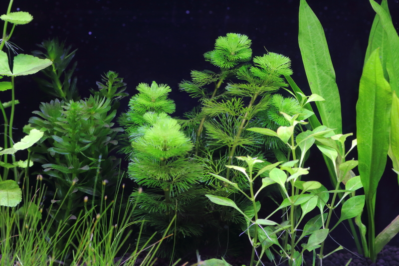 植栽から5日目　カボンバ